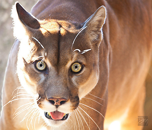 Panther Eyes