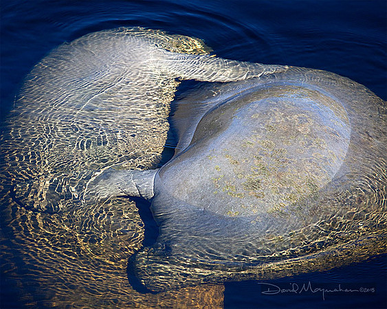 Manatee_Love-1077-lg-2