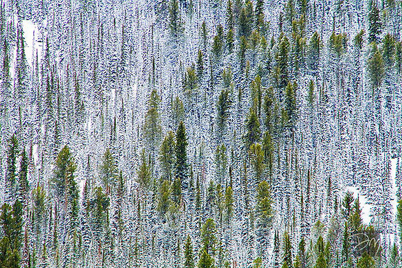 Forest Abstract
