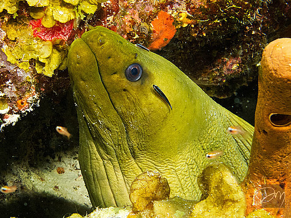 Green Moray and Neon Goby