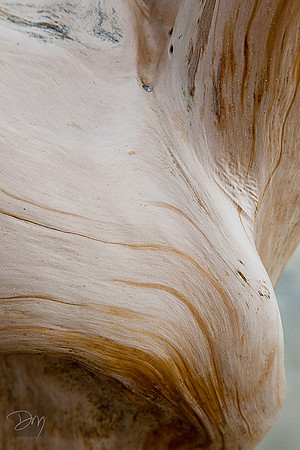 Sensuous Curve