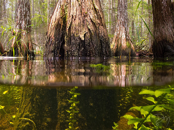 Half_&_Half_Cypress_Swamp