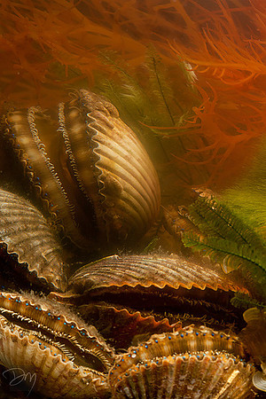 Baroque Scallops