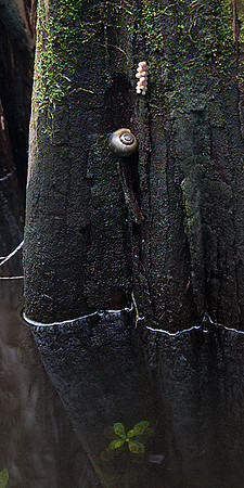 Apple Snail & Eggs