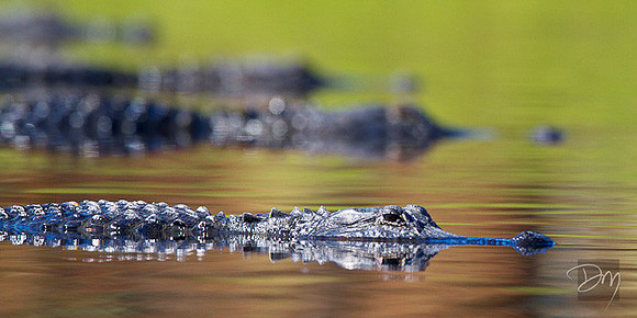 Alligator Lineup