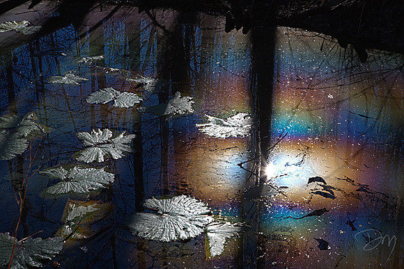 Psychedelic Lily Pond