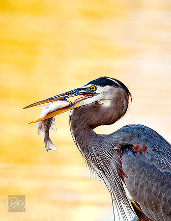 Great Blue Heron with Prize