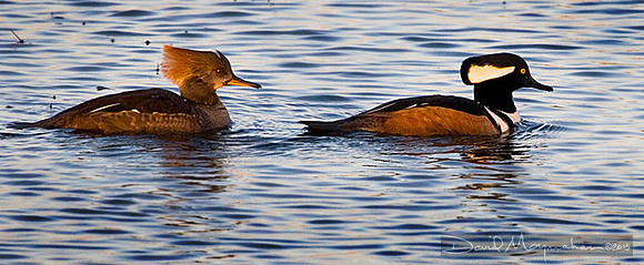 Hooded Merganser Pair