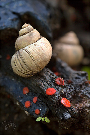 Snails_&_Red_Mushrooms