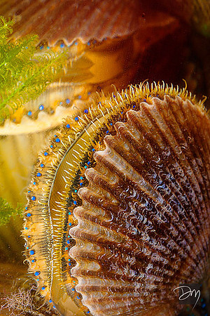 Scallop on Edge