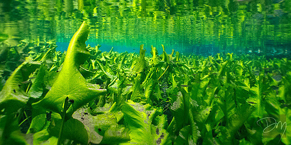 Pond Lily Reflected