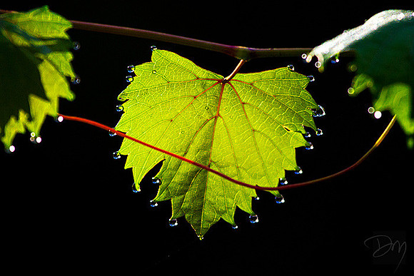 Backlit Grapeleaf
