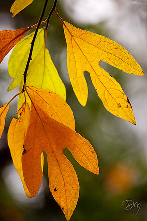 Fall Sassafras