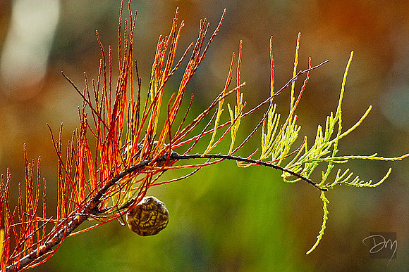 Dwarf Cypress Detail