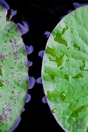 Lilypad Cogs