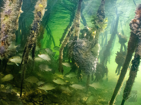 Mangrove Snapper Nursery