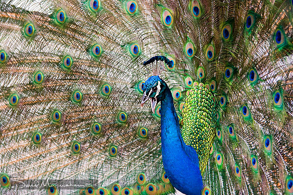 Peacock_6199
