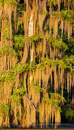 Cypress Curtains