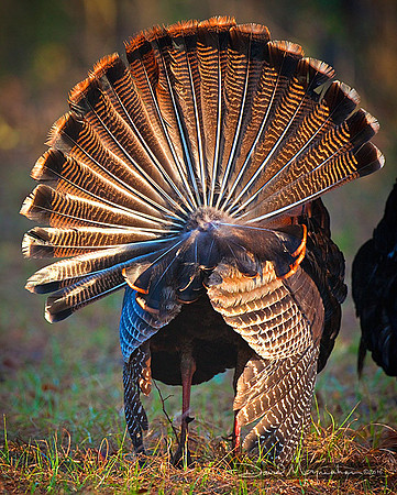 Turkey_Tail-211