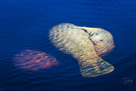 Manatee_Lovers-lg