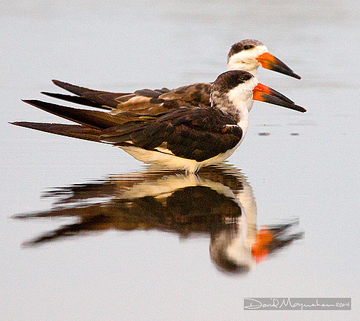 Skimmer_Pair