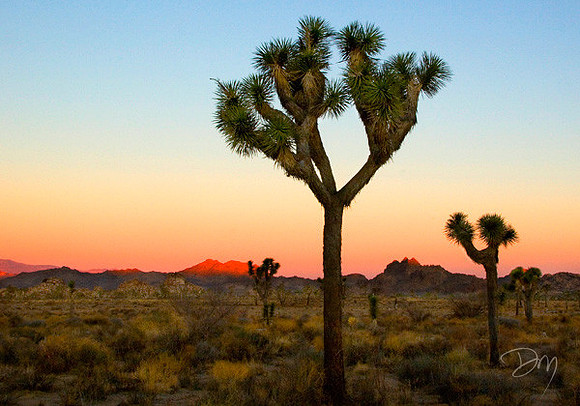 Joshua Tree at Dawn
