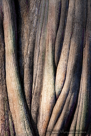 Painted_Folds_of_Cypress