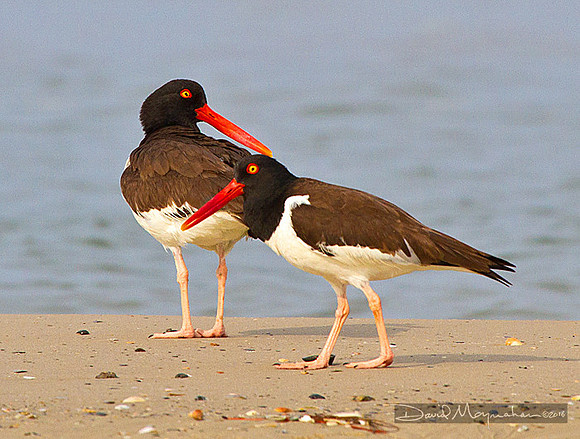 Oystercatcher_Pair