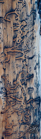 Runes of Nature II