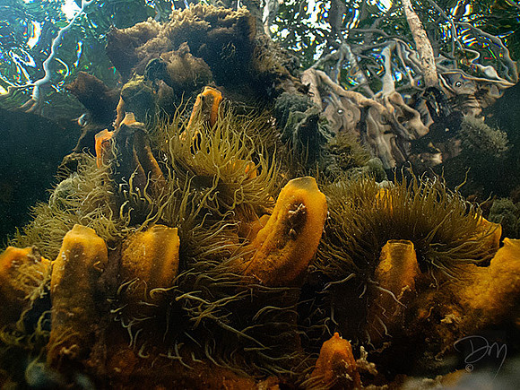 Sponge Anemone Roots
