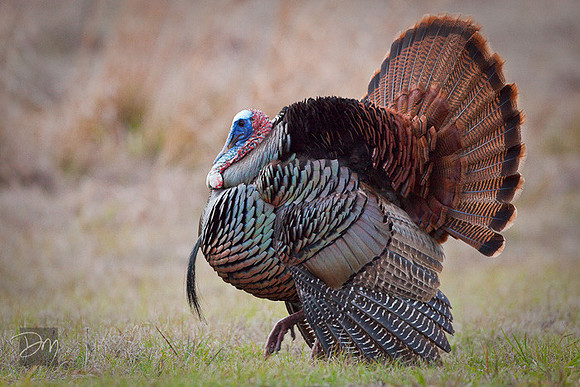 Osceola_Turkey-4259