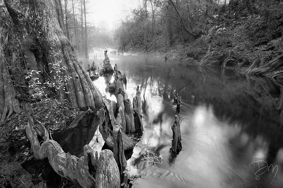 Sopchoppy_Knees_B&W