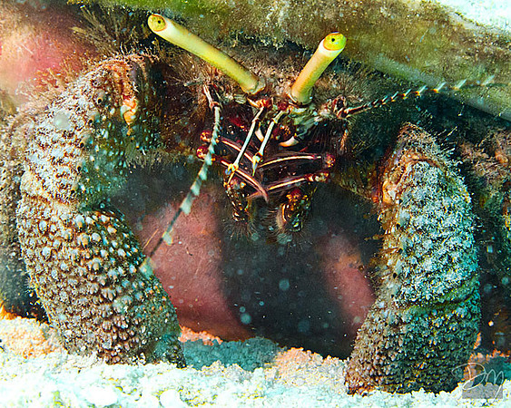 Giant Hermit Crab