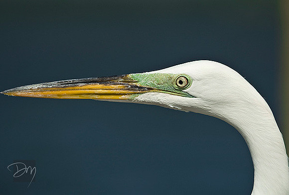 Great Egret Portrait