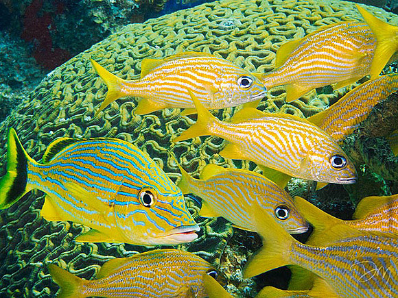 Striped Grunts on Brain Coral