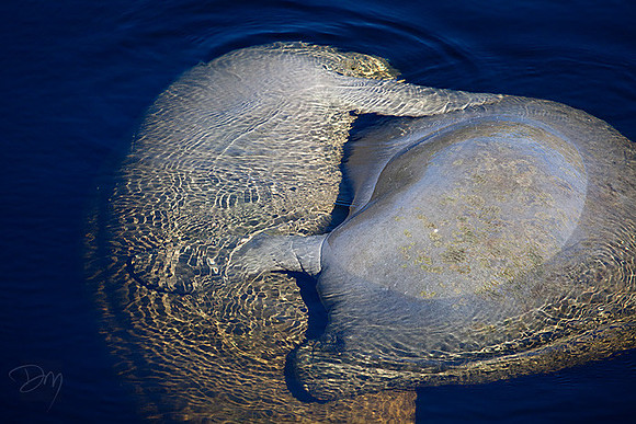 Manatee_Love-1077-lg