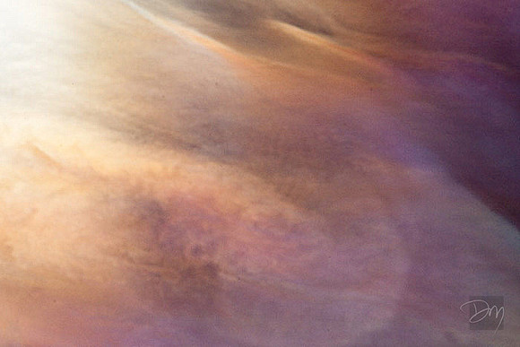Sundog Lavender