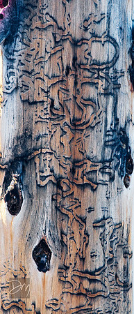 Runes of Nature