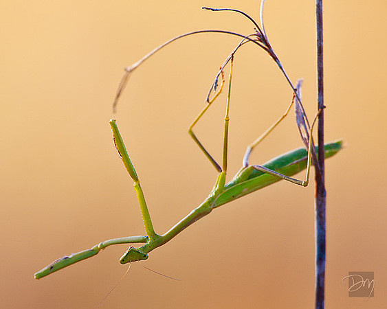 Praying Mantis