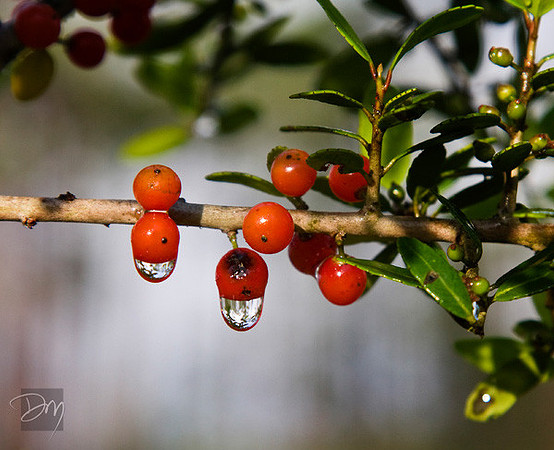 Rain Berries