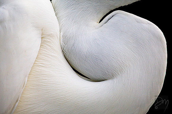 Egret Neck S
