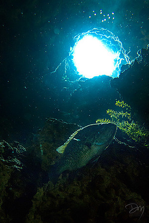 Bream Looking up the Chimney