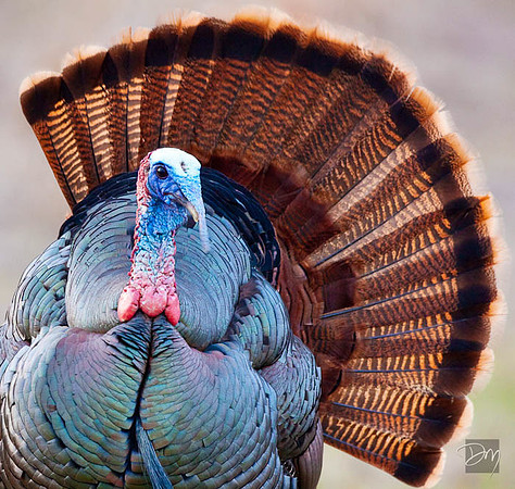 osceola turkey