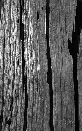 Dead Cypress Abstract