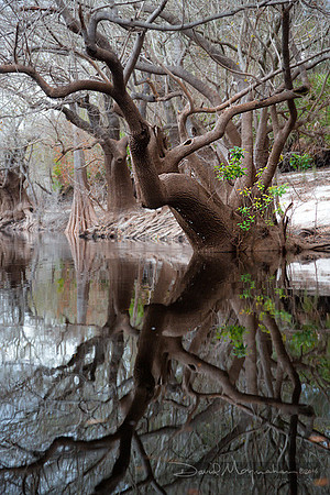 Tupelo_Reflected