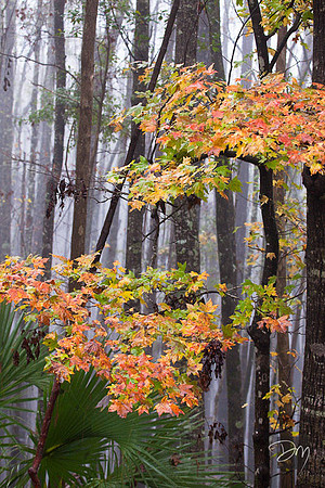 Fall Fog