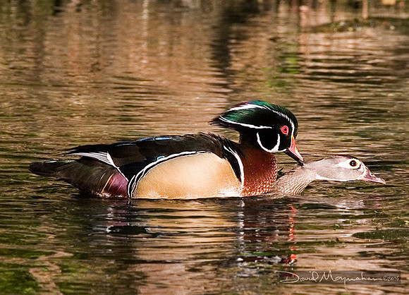 Wood_Ducks