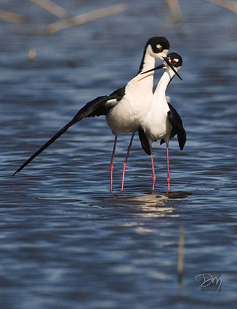 Stilt Lovers
