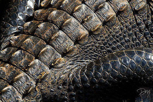 Alligator Hide