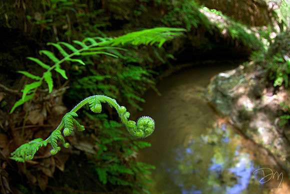 Fiddlehead Creek